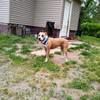 willowesnoopy